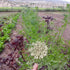 Colorful Carrot Mix